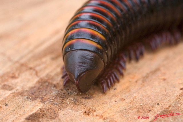 021 TSOUBA Myriapoda Iule 6 8EIMG_22041wtmk.JPG