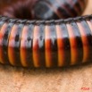 023 TSOUBA Myriapoda Iule 6 8EIMG_22054wtmk.JPG