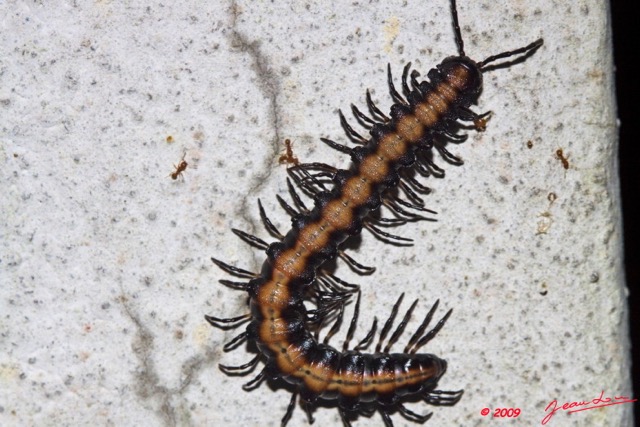 024 Myriapoda 9E50IMG_30551wtmk.jpg