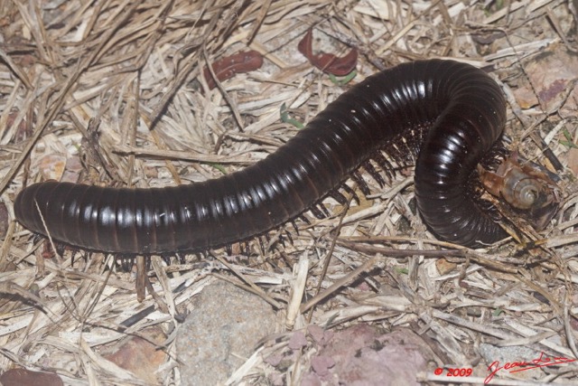 025 Myriapoda Devorant un Escargot 9E50IMG_31848wtmk.jpg