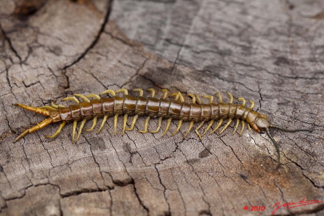 028 Myriapoda Scolopendre 10E5K2IMG_64633wtmk.jpg