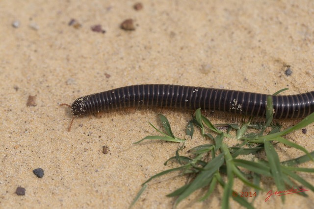 029 Myriapoda 11 Diplopoda 14E5K314G1XIMG_995460wtmk.jpg