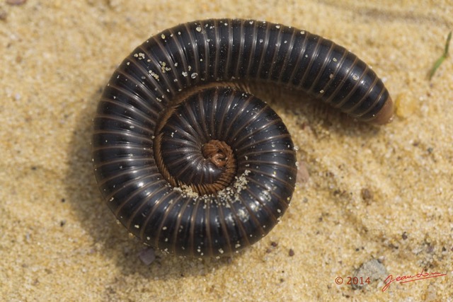 030 Myriapoda 11 Diplopoda 14E5K314G1XIMG_995473wtmk.jpg