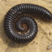 030 Myriapoda 11 Diplopoda 14E5K314G1XIMG_995473wtmk.jpg