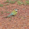 010 Oiseau 1 Guepier a Gorge Blanche Merops albicollis 7IMG_7492wtmk.JPG