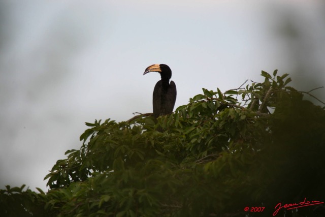 015 Oiseau CALAO 7EIMG_9232WTMK.JPG