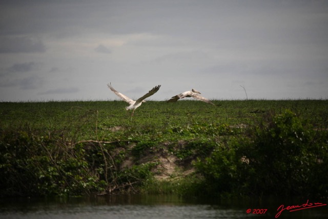 021 SETTE-CAMA Oiseau Pelican E7IMG_0571WTMK.JPG