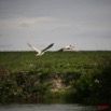 021 SETTE-CAMA Oiseau Pelican E7IMG_0571WTMK.JPG