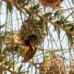 029 La LOPE 2 Oiseau Tisserin Gendarme Ploceus cucullatus 7EIMG_3308WTMK.JPG