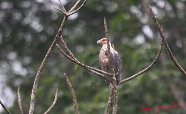 032 LEKEDI 2 Oiseau Palmiste Africain Gypohierax angolensis Jeune 8EIMG_3834wtmk.JPG