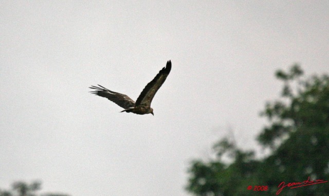 034 LEKEDI 2 Oiseau Palmiste Africain Gypohierax angolensis en Vol 8EIMG_3837wtmk.JPG