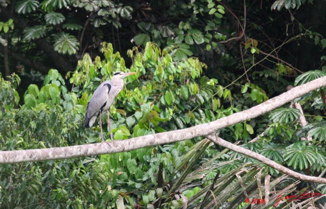 036 LEKEDI 2 Heron Ardea Melanocephala 8EIMG_3413wtmk.JPG