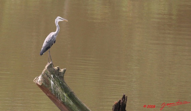 038 LEKEDI 2 Lac Heron Ardea Melanocepahala 8EIMG_3655wtmk.JPG