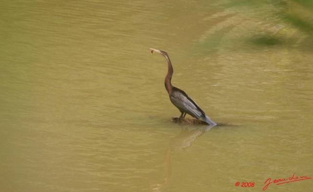 039 LEKEDI 2 Lac Heron Ardea Melanocepahala 8EIMG_3686wtmk.JPG