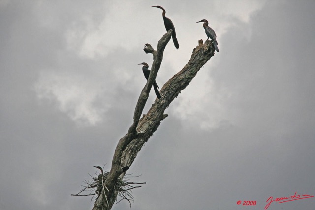 042 LEKEDI 2 Lac Nid de Cormoran 8EIMG_3792wtmk.JPG