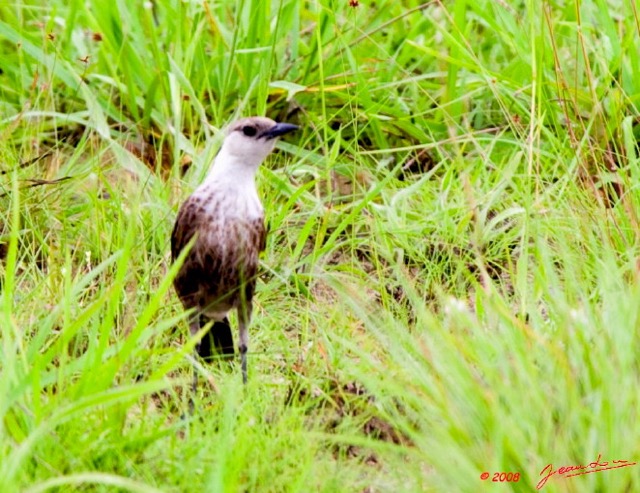 052 Canyon Rouge Oiseau 8EIMG_24853wtmk.jpg