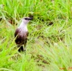 052 Canyon Rouge Oiseau 8EIMG_24853wtmk.jpg