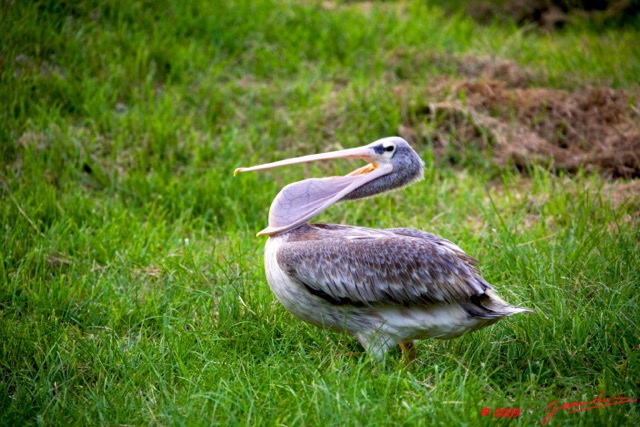 054 LAMBARENE Hotel Zoo et Pelican 8E5IMG_28339wtmk.jpg