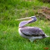 054 LAMBARENE Hotel Zoo et Pelican 8E5IMG_28339wtmk.jpg