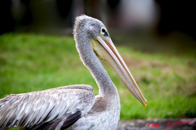 055 LAMBARENE Hotel Zoo et Pelican 8E5IMG_28385wtmk.jpg