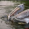 057 LAMBARENE Hotel Zoo et Pelican Avalant un Poisson 8E5IMG_28378wtmk.jpg