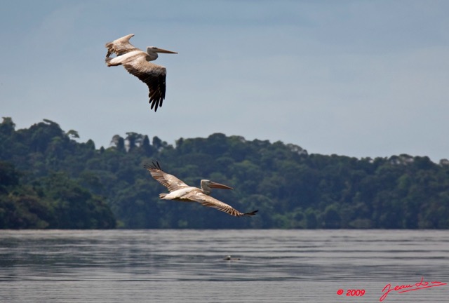 064 LAMBARENE Lac Onangue Pelicans en Vol 8E5IMG_28195wtmk.jpg