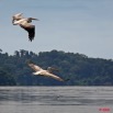 064 LAMBARENE Lac Onangue Pelicans en Vol 8E5IMG_28195wtmk.jpg