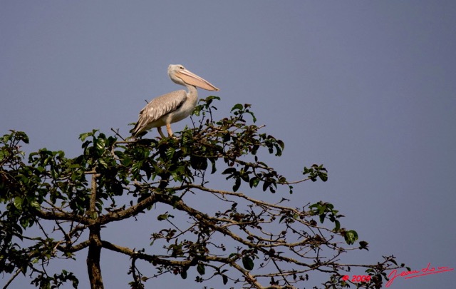 065 LAMBARENE Lac Zile Ile aux Oiseaux et Pelican 8E5IMG_27468awtmk.jpg