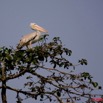 065 LAMBARENE Lac Zile Ile aux Oiseaux et Pelican 8E5IMG_27468awtmk.jpg