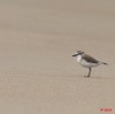 083 WINGOMBE Oiseau Pluvier Charadrius marginatus 9E5K2IMG_56769awtmk.jpg