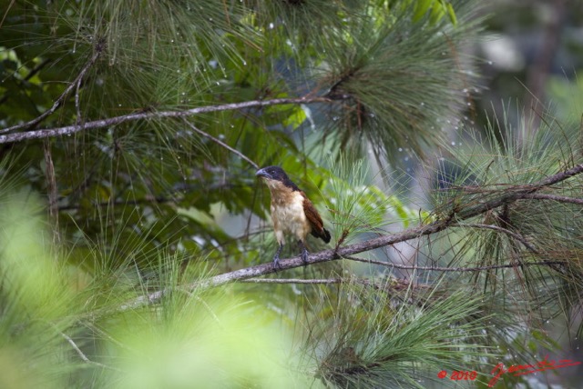 092 Monts de Cristal Coucal Nuque Bleue Centropus monachus 10E5K2IMG_59066wtmk.jpg