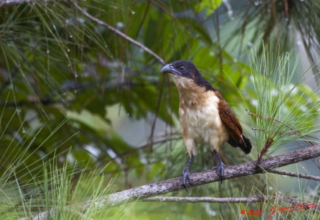 093 Monts de Cristal Coucal Nuque Bleue Centropus monachus 10E5K2IMG_59066awtmk.jpg