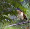 093 Monts de Cristal Coucal Nuque Bleue Centropus monachus 10E5K2IMG_59066awtmk.jpg