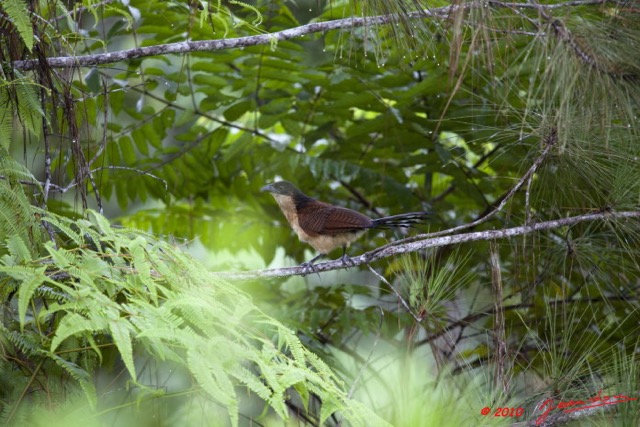 094 Monts de Cristal Coucal Nuque Bleue Centropus monachus 10E5K2IMG_59068wtmk.jpg