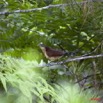 094 Monts de Cristal Coucal Nuque Bleue Centropus monachus 10E5K2IMG_59068wtmk.jpg