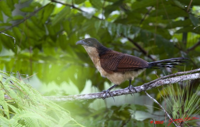 095 Monts de Cristal Coucal Nuque Bleue Centropus monachus 10E5K2IMG_59068awtmk.jpg