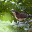 095 Monts de Cristal Coucal Nuque Bleue Centropus monachus 10E5K2IMG_59068awtmk.jpg