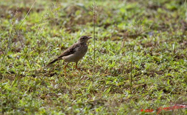 098 Monts de Cristal Oiseau Pipit Longue Patte Anthus palidivintris 10E5K2IMG_59168wtmk.jpg