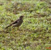 098 Monts de Cristal Oiseau Pipit Longue Patte Anthus palidivintris 10E5K2IMG_59168wtmk.jpg