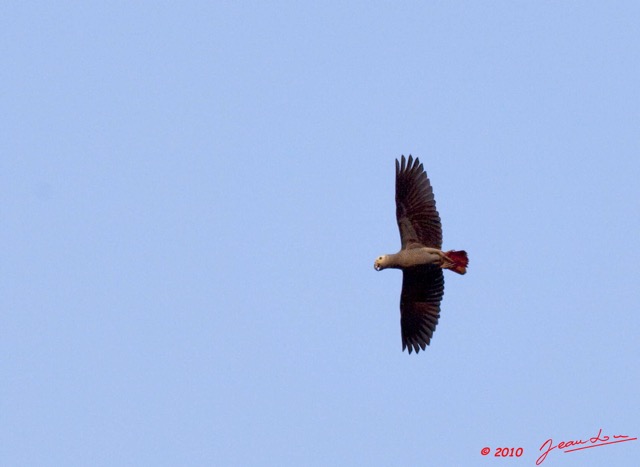 024 KONGOU 2 Fleuve Ivindo Oiseau Perroquet Gris Psittacus erithacus 10E5K2IMG_60502wtmk.jpg