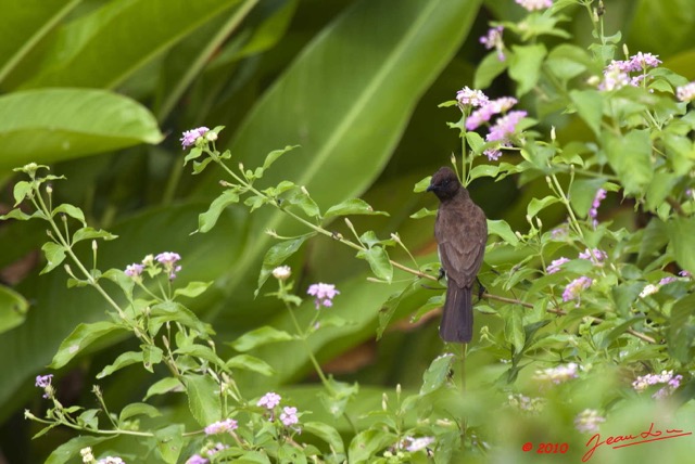 032 GOMBE Oiseau Bulbul Pycnonotus barbatus 10E5K2IMG_61212wtmk.jpg