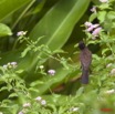 032 GOMBE Oiseau Bulbul Pycnonotus barbatus 10E5K2IMG_61212wtmk.jpg