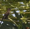 033 GOMBE Oiseau Bulbul Pycnonotus barbatus 10E5K2IMG_61225wtmk.jpg