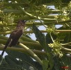 033 GOMBE Oiseau Bulbul Pycnonotus barbatus 10E5K2IMG_61225wtmk.jpg