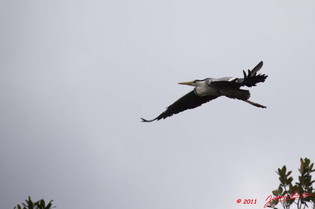 041 AKANDA Oiseau Heron Cendre Ardea cinerea en Vol 11E5K2IMG_65379wtmk.jpg