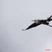 041 AKANDA Oiseau Heron Cendre Ardea cinerea en Vol 11E5K2IMG_65379wtmk.jpg