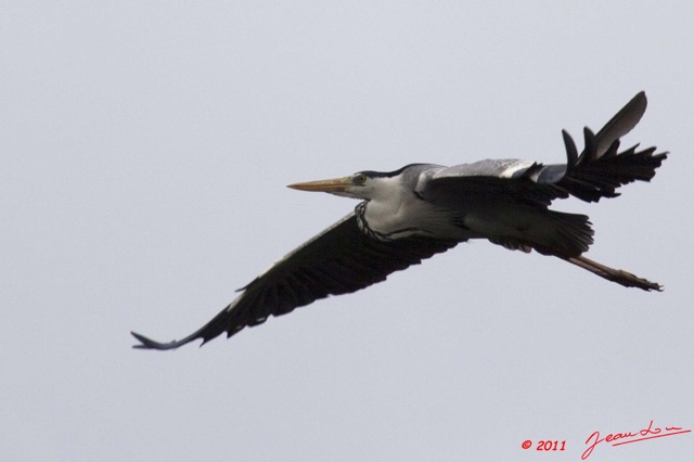 042 AKANDA Oiseau Heron Cendre Ardea cinerea en Vol 11E5K2IMG_65379awtmk.jpg