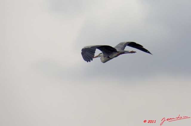 044 AKANDA Oiseau Heron Cendre Ardea cinerea en Vol 11E5K2IMG_65392wtmk.jpg