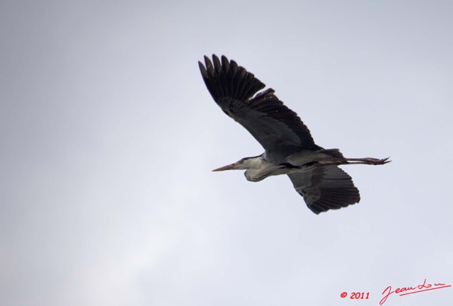 045 AKANDA Oiseau Heron Cendre Ardea cinerea en Vol 11E5K2IMG_65396wtmk.jpg