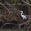 046 AKANDA Oiseau Heron Cendre Ardea cinerea 11E5K2IMG_65407awtmk.jpg